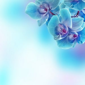 trần xuyên sáng hình bông hoa